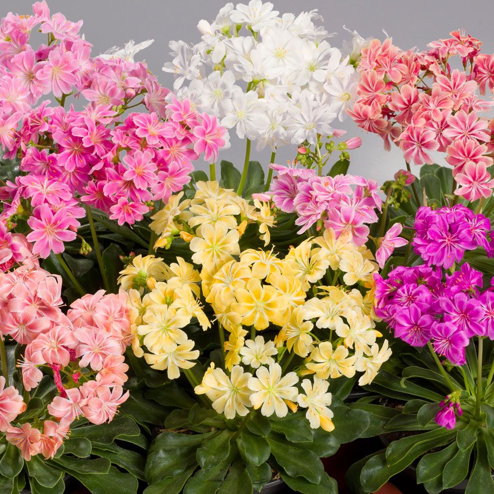 Lewizja rozłogowa 'Elise'