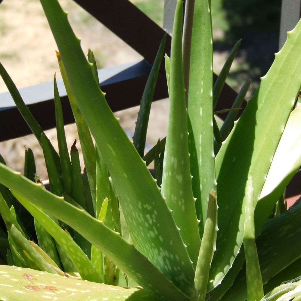Aloes