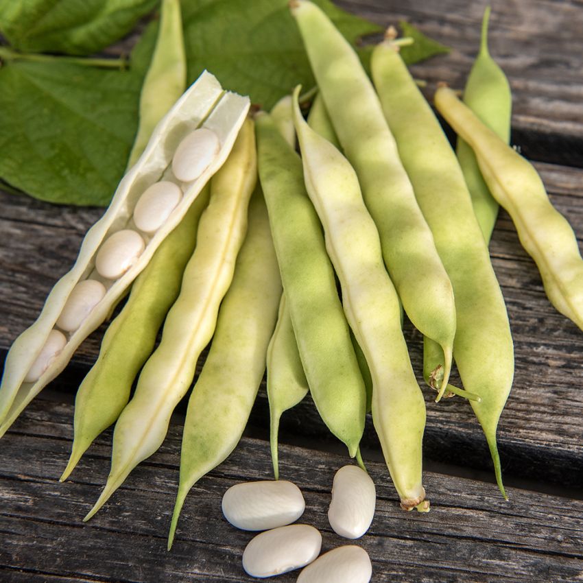 Fasola zwykła 'Brown Dutch'