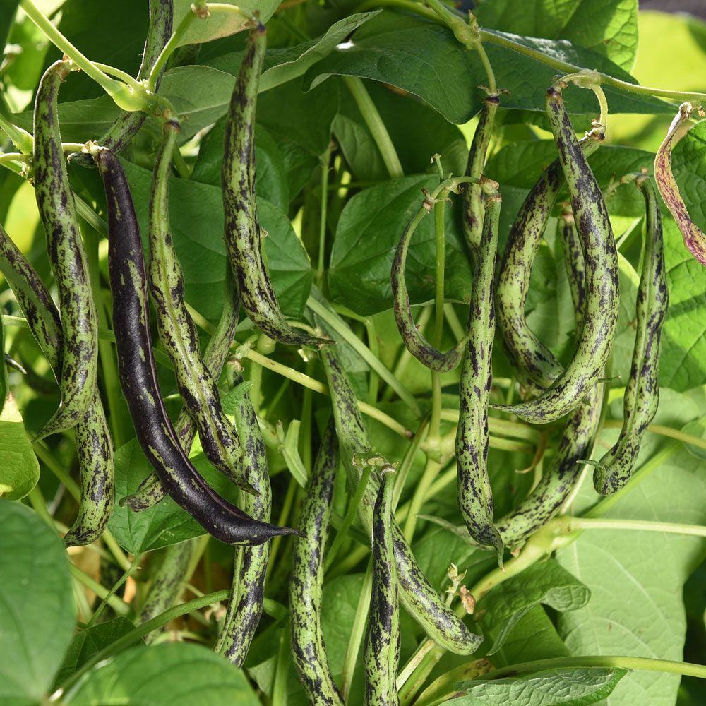 Fasola szparagowa 'Anellino di Trento'