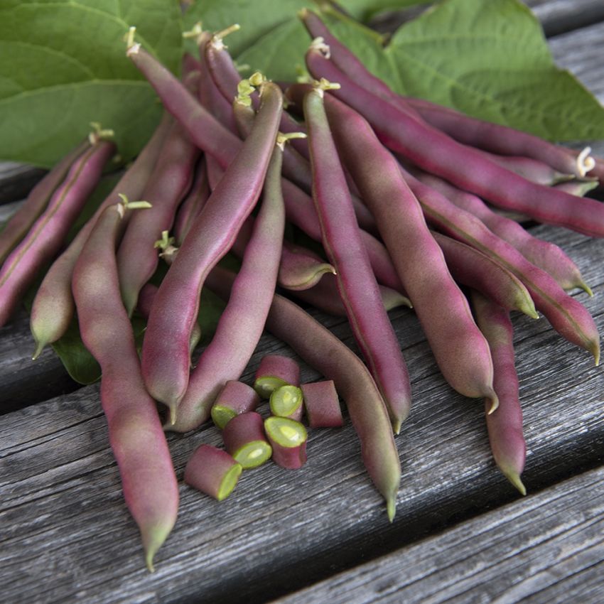 Fasola szparagowa 'Red Swan'