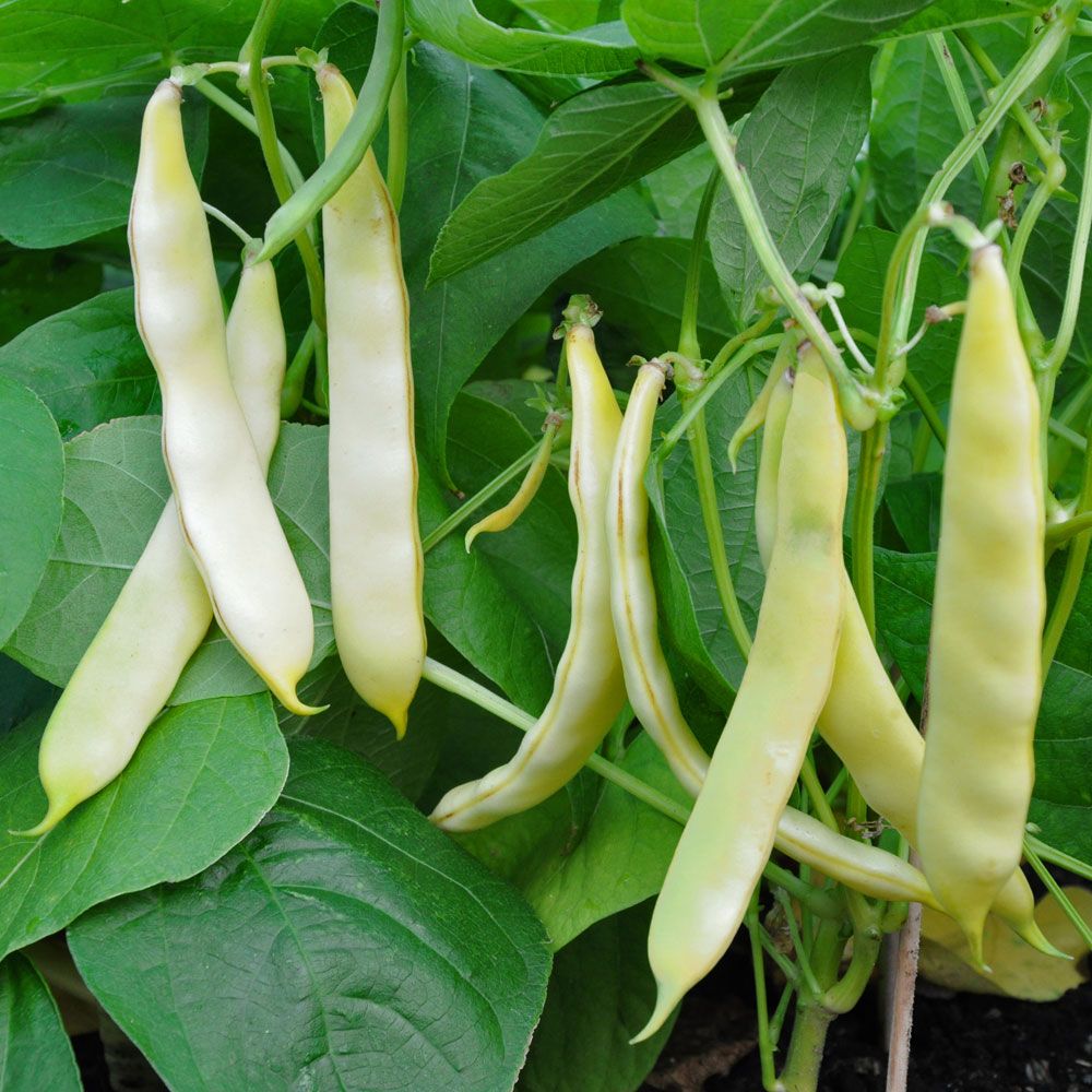 Fasola szparagowa żółta 'Serpedor'