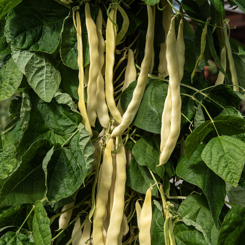 Fasola tyczna 'Golden Gate'