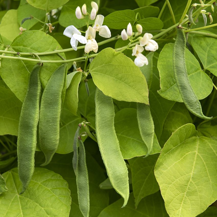 Fasola wielokwiatowa 'Corona'