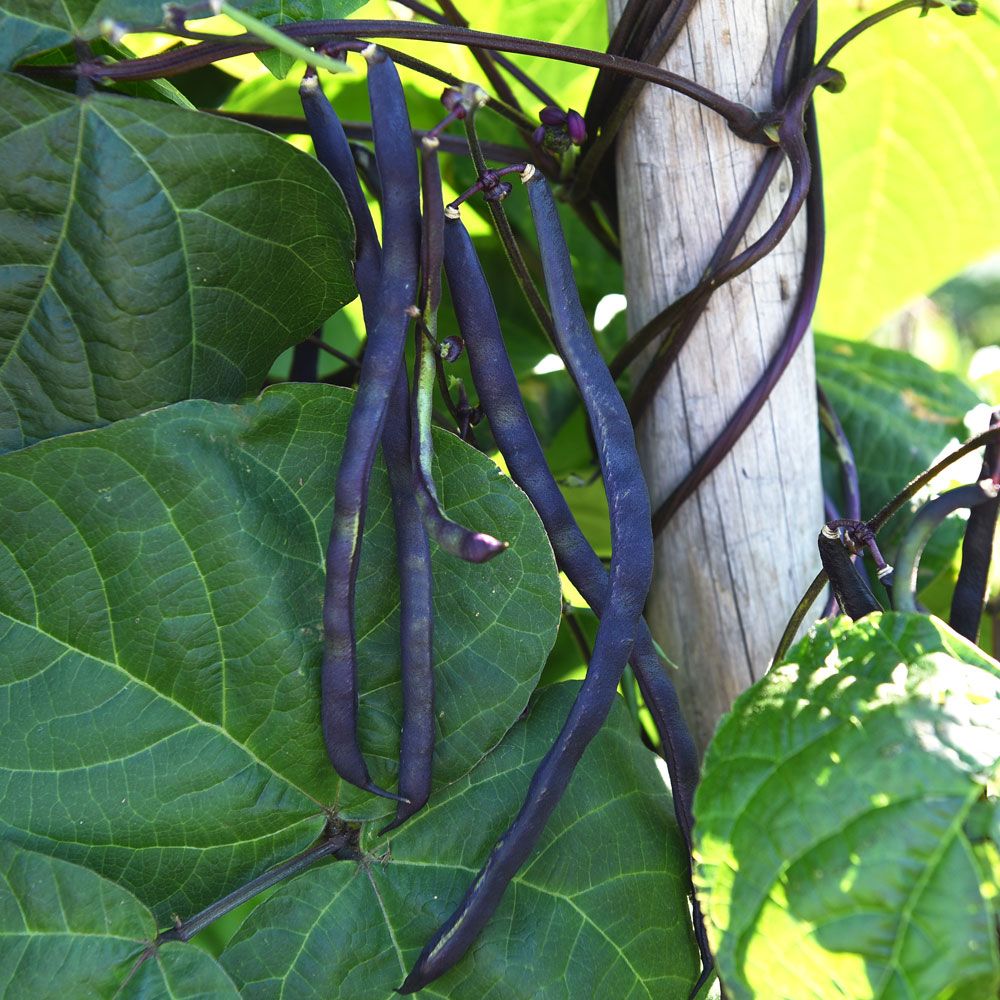 Fasola zwyczajna tyczna ‘Brunhilde’