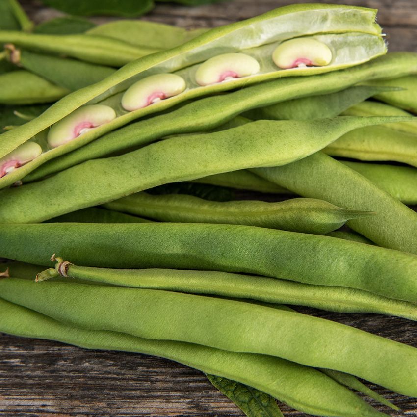 Fasola zwyczajna karłowa ‘Canadian Wonder’