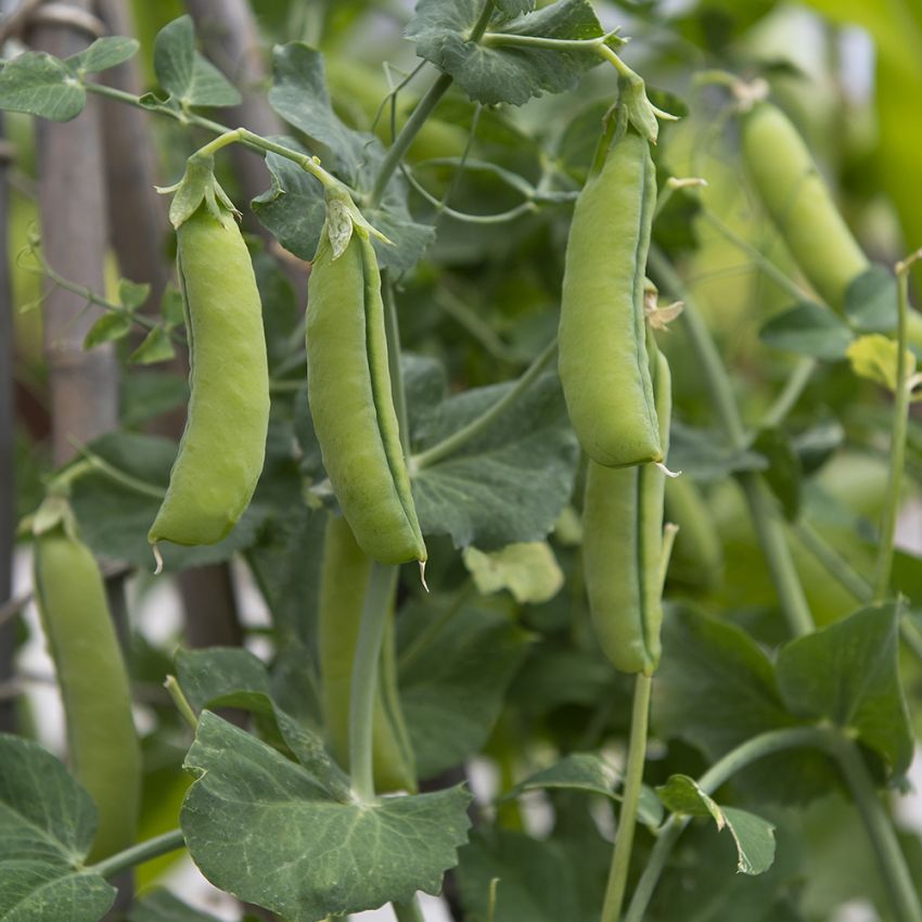 Groch zwyczajny ‘British Wonder’