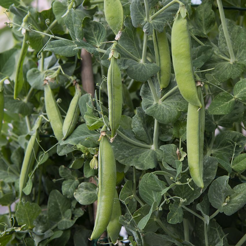 Groch zwyczajny ‘Lincoln’