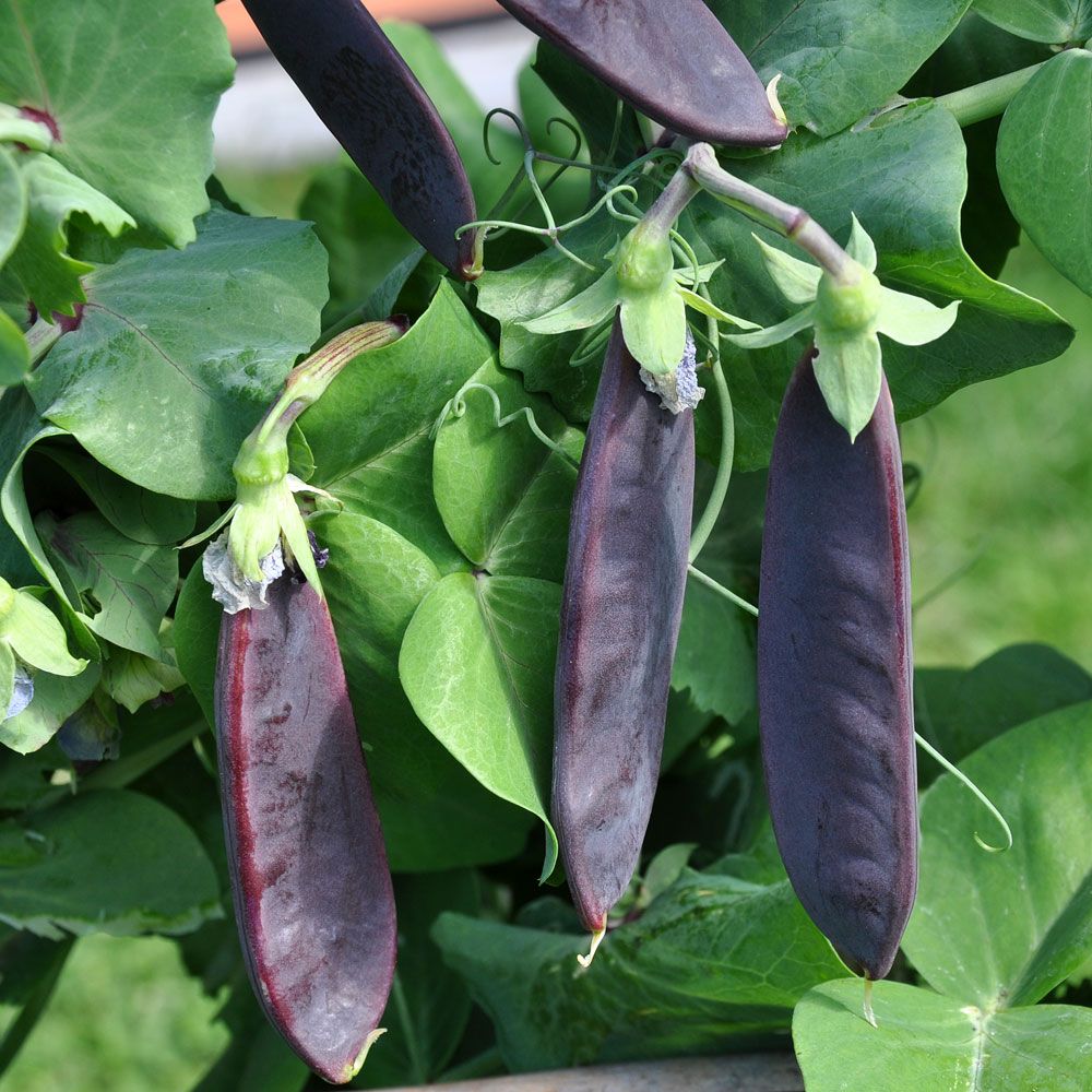 Groch cukrowy 'Shiraz'