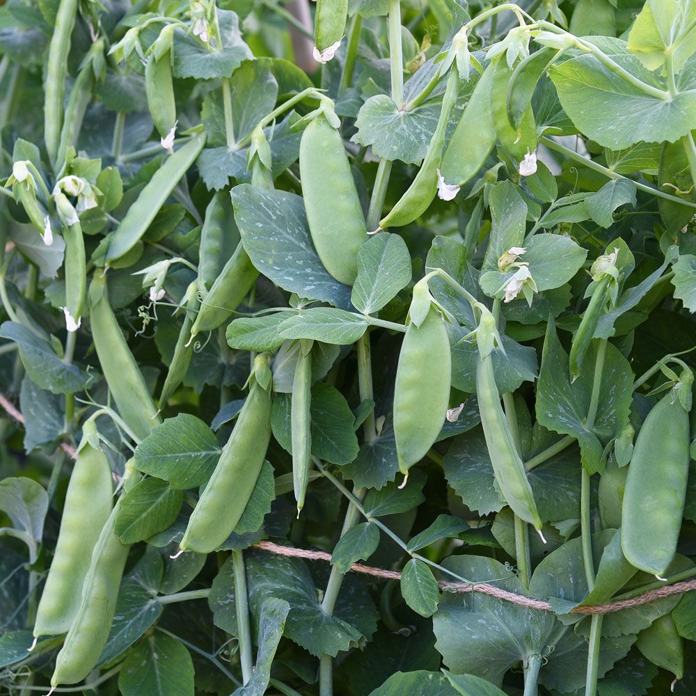 Groch cukrowy 'Sweet Horizon'