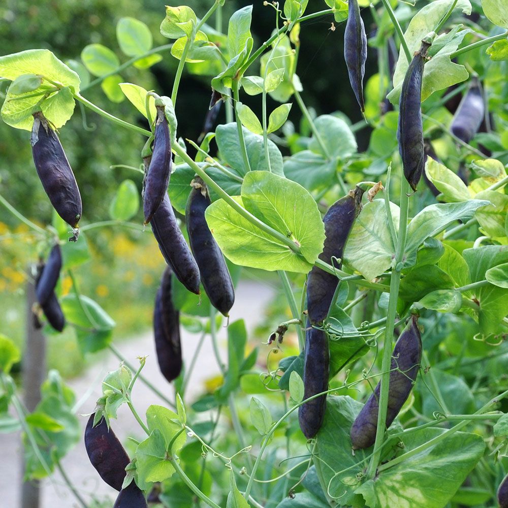 Groch łuskowy 'Blauwschokker'