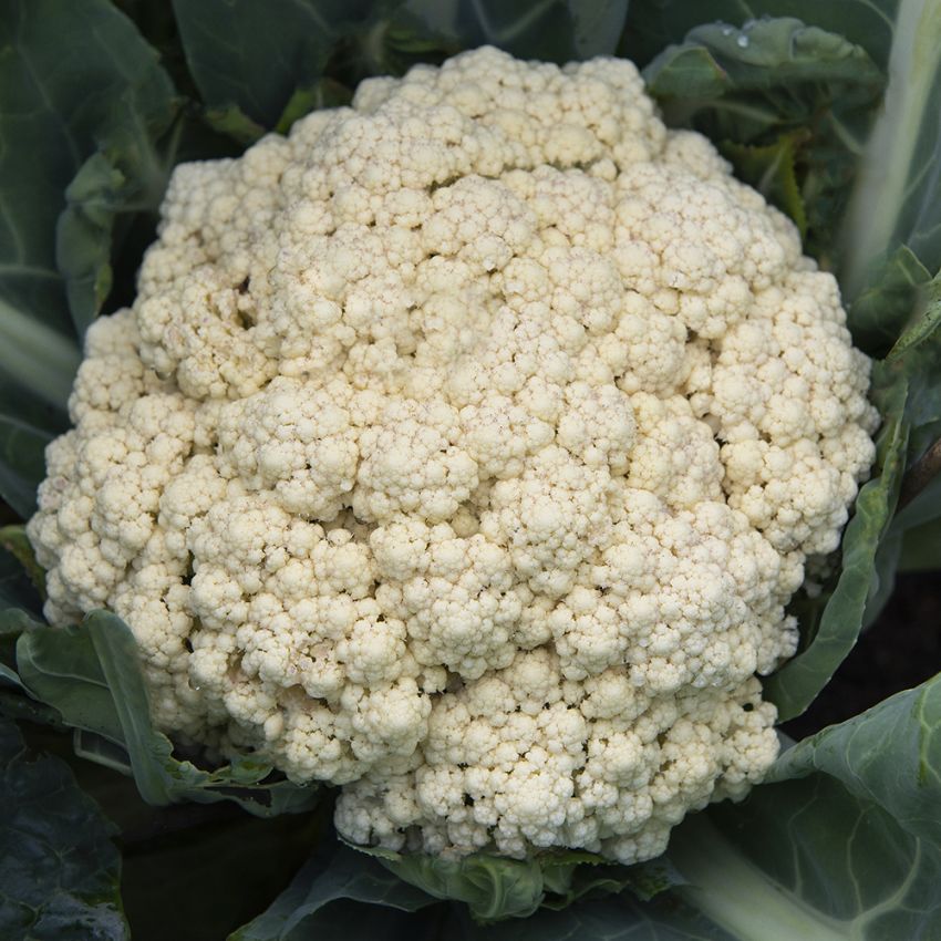 Kalafior 'Neckarperle'