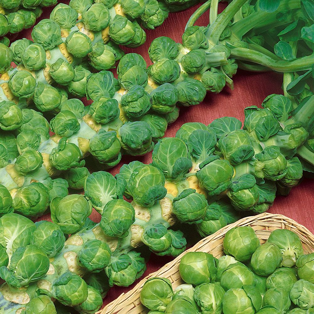 Brukselka 'Long Island'