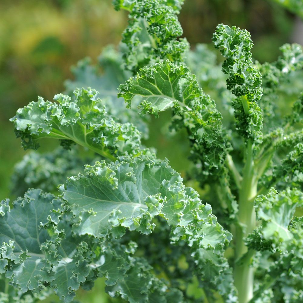 Jarmuż 'Lerchenzungen'