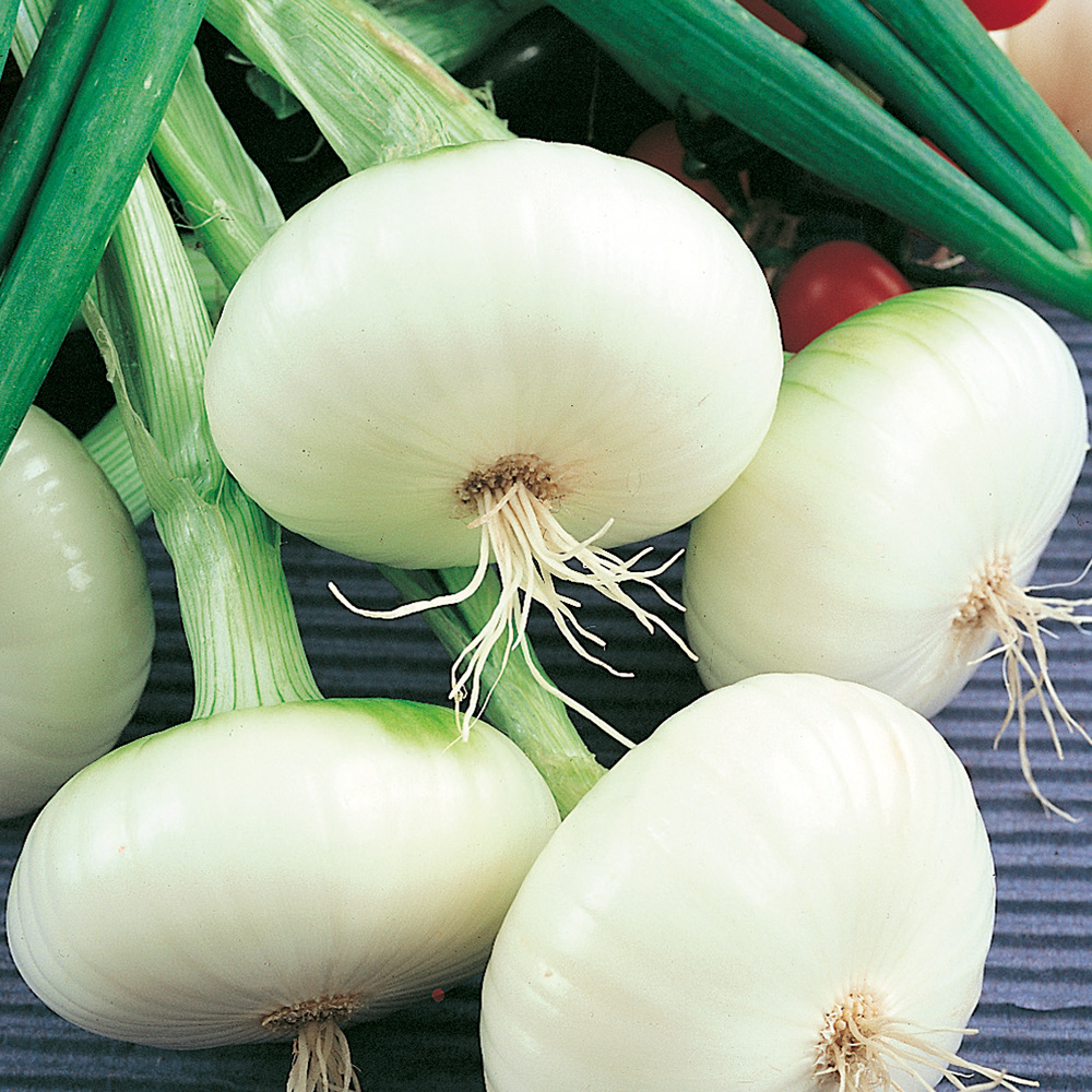 Cebula biała 'Bianca di Maggio'