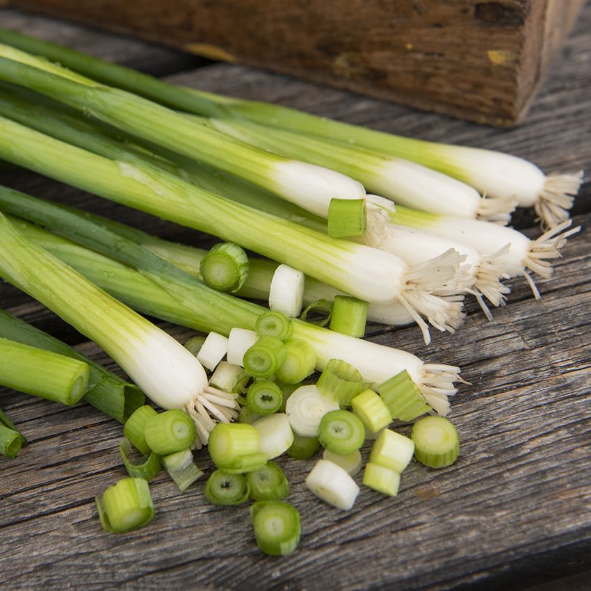 Cebula siedmiolatka ‘Damast’