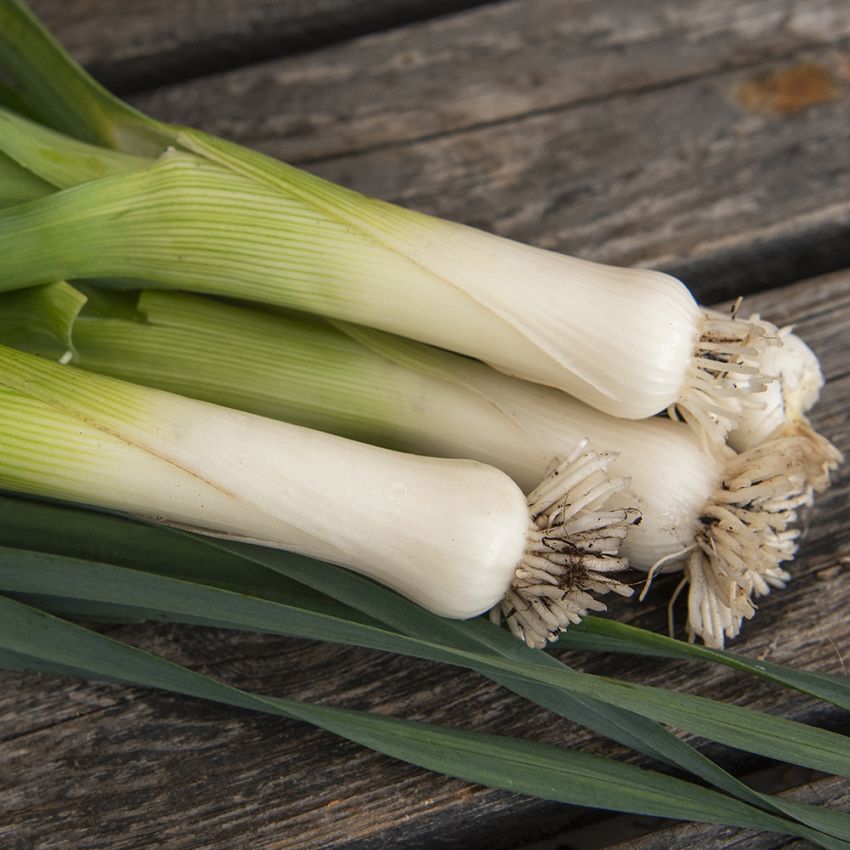 Por 'Blauwgroene Winter'