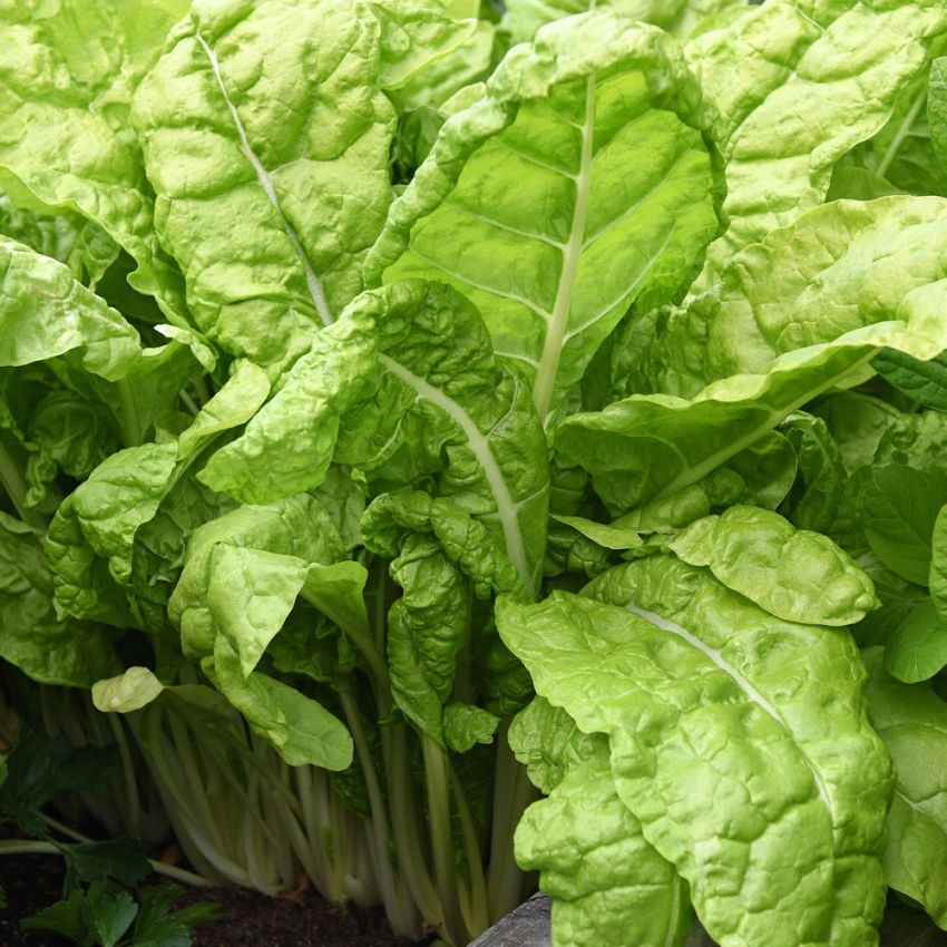 Burak liściowy 'Lucullus'