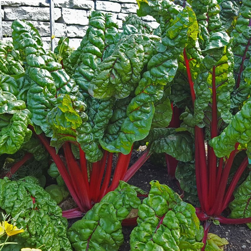 Burak liściowy 'Feurio'