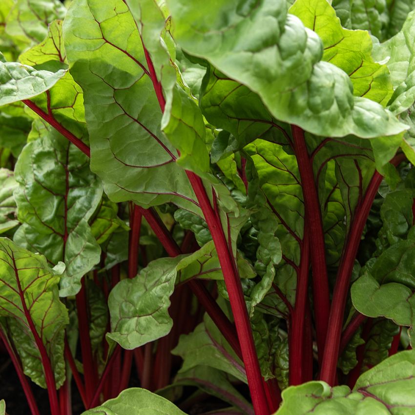 Burak liściowy 'Magenta Sunset'