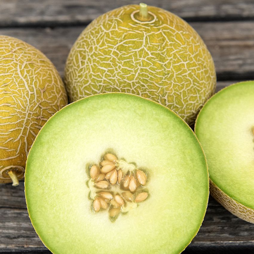 Melon siatkowy F1 'Galia'