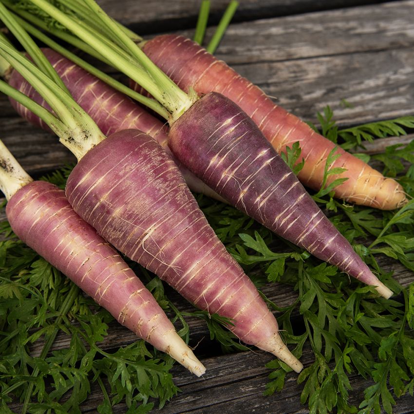 Marchew jesienna 'Gniff'