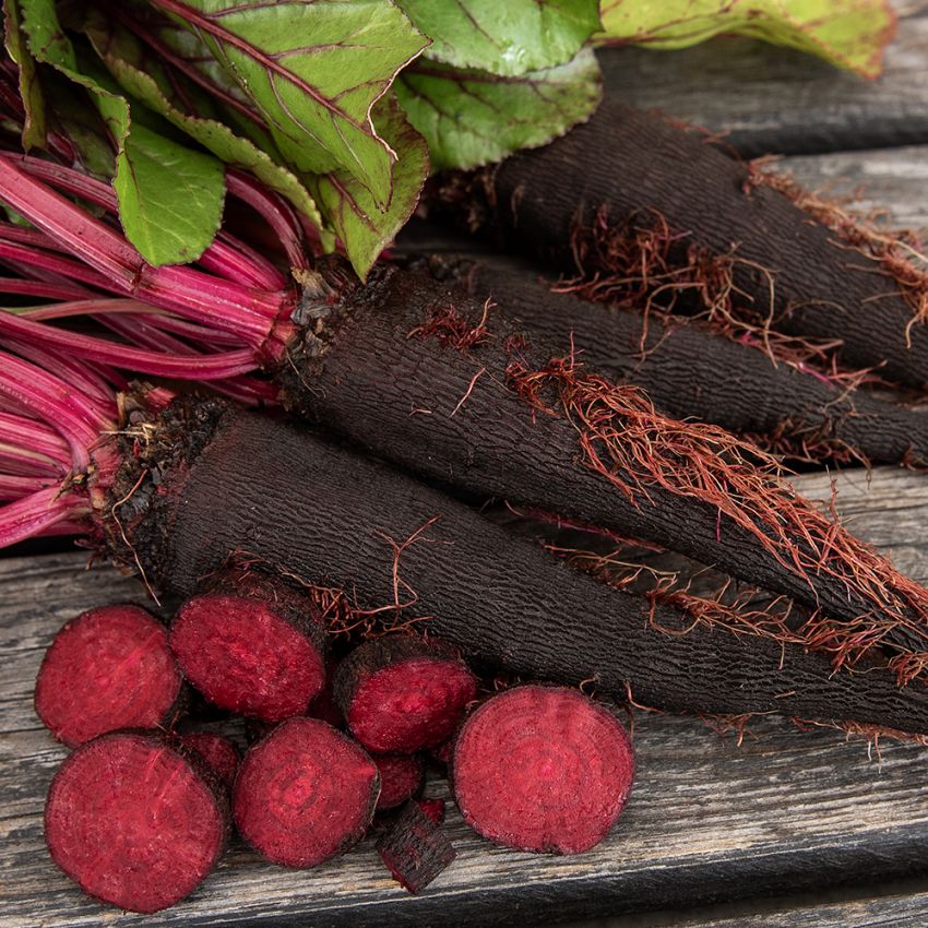 Burak ćwikłowy 'Crapaudine'