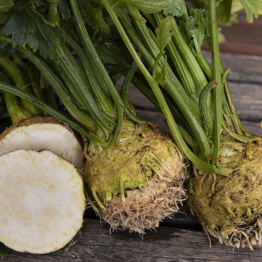 Seler korzeniowy 'Di Verona'