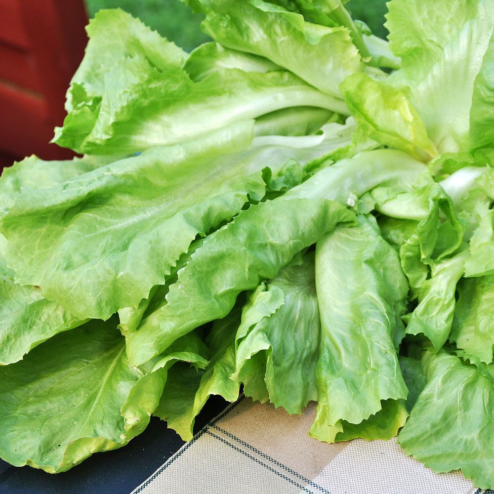 Endywia szerokolistna 'Gigante degli Ortolani'