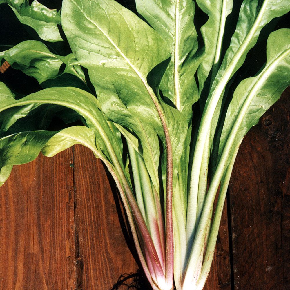 Cykoria sałatowa 'Rossa di Treviso 2'