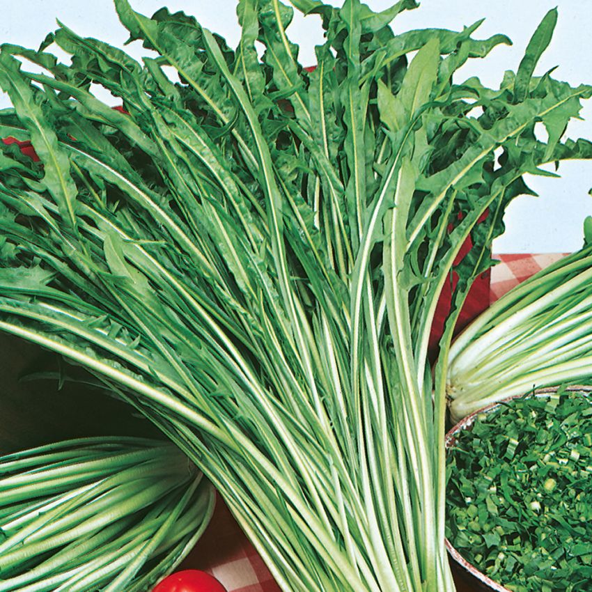 Cykoria sałatowa 'Catalogna a Foglie Frastagliate'