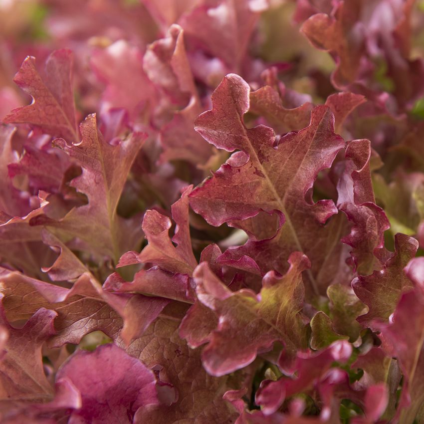 Sałata liściowa 'Mascara'