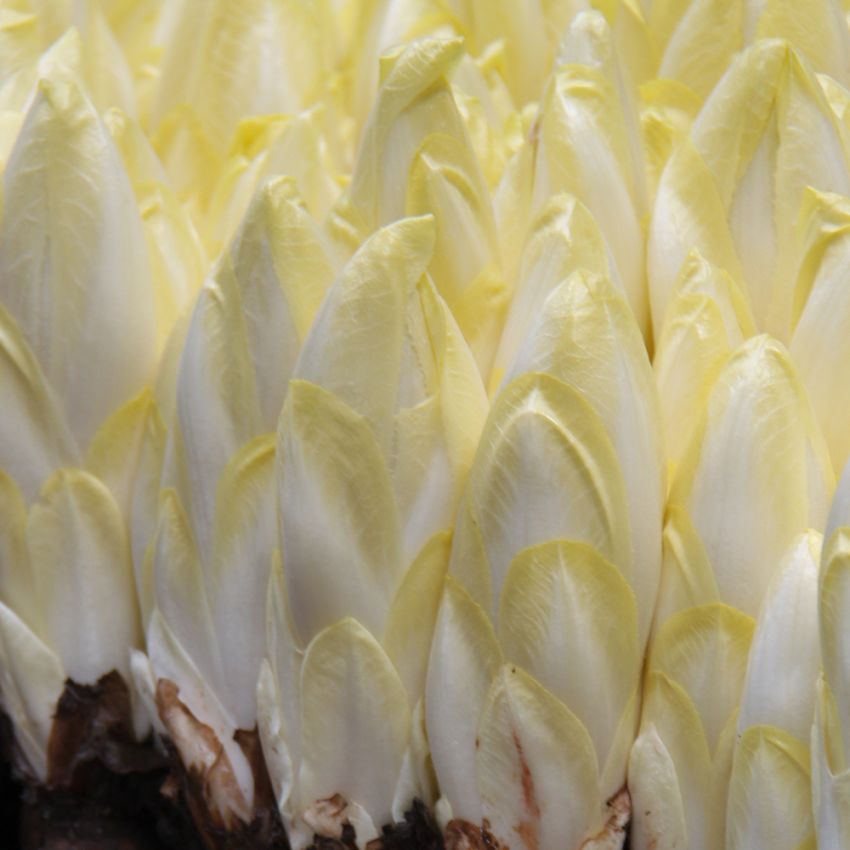 Endywia 'Hollandse Middelvroeg'