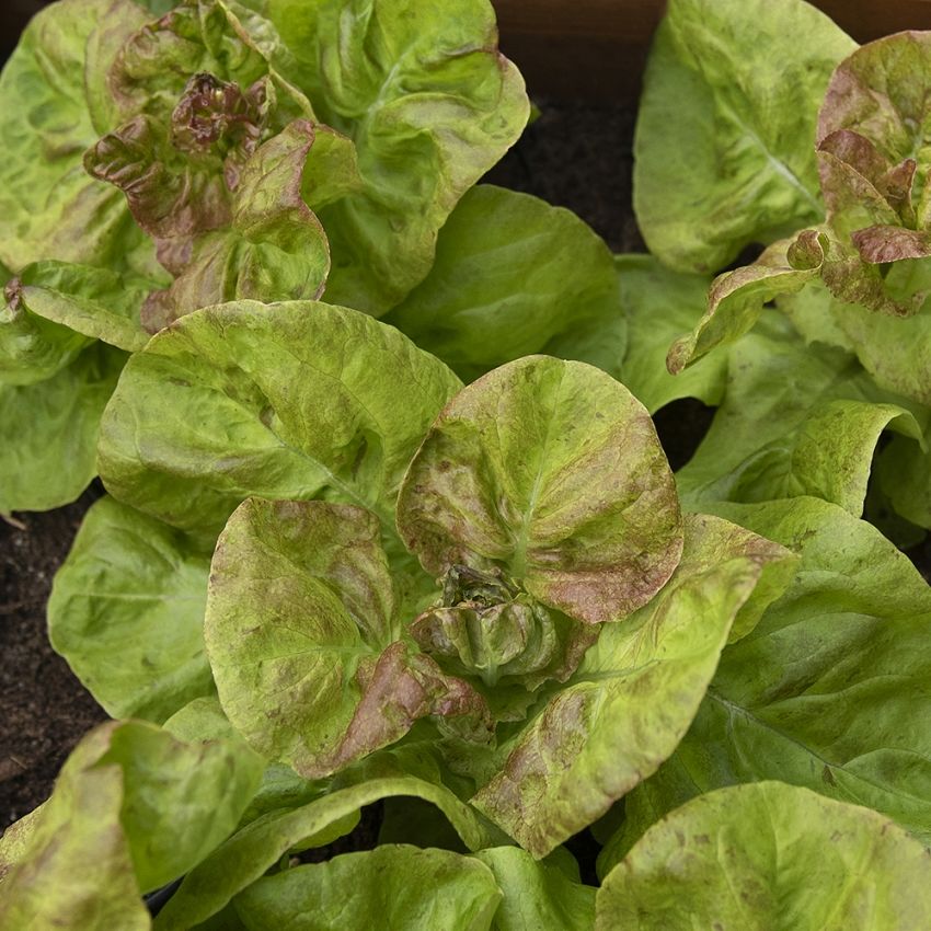 Sałata szklarniowa 'Maribor'