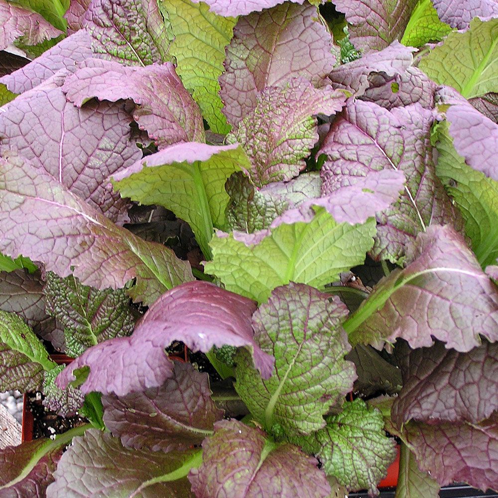 Musztardowiec 'Osaka Purple'