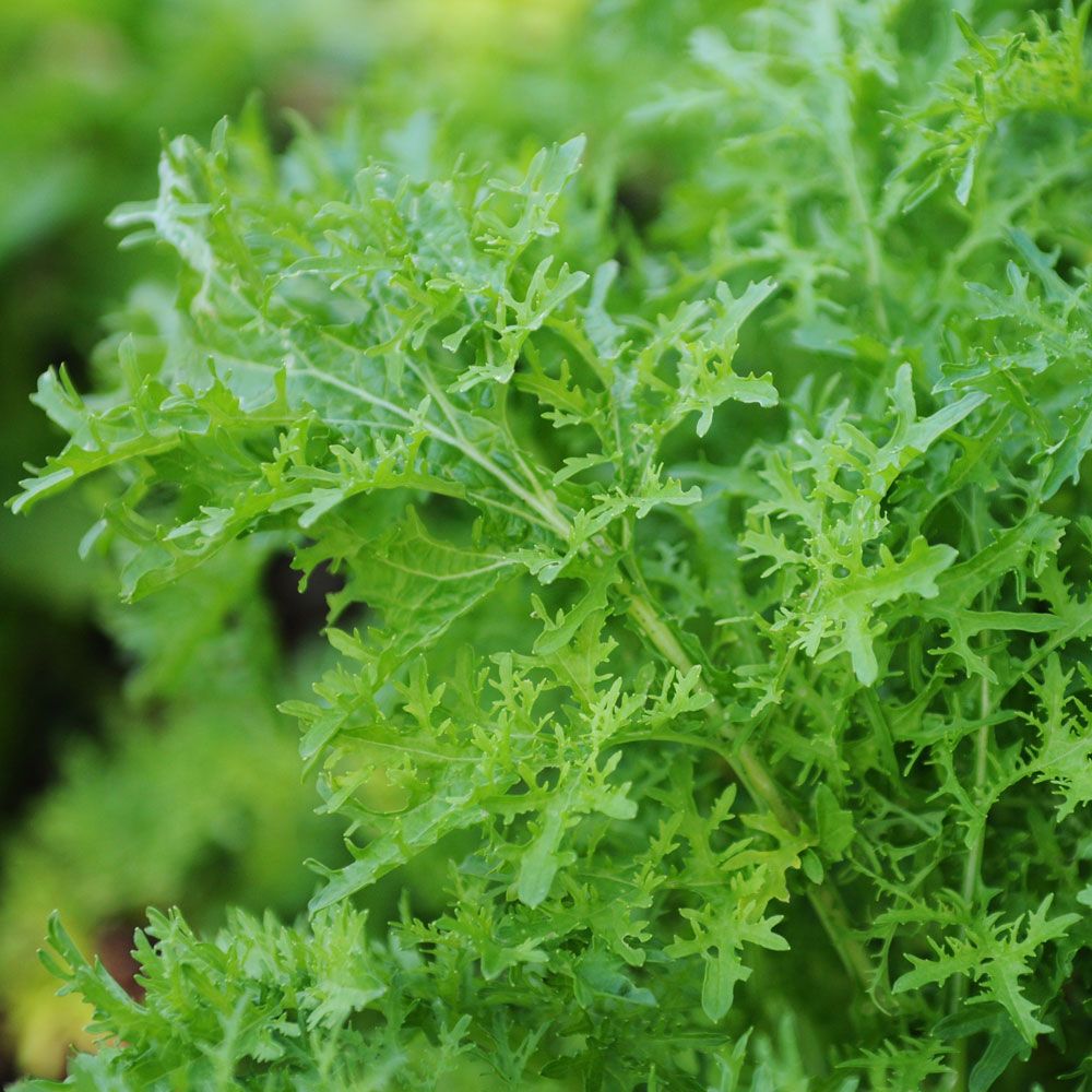 Musztardowiec 'Frizzy Joe'