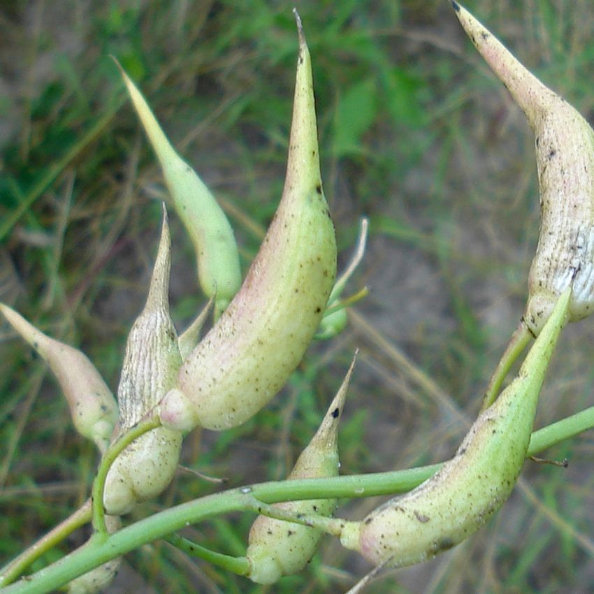 Rzodkiew strąkowa 'Münchner Bier'