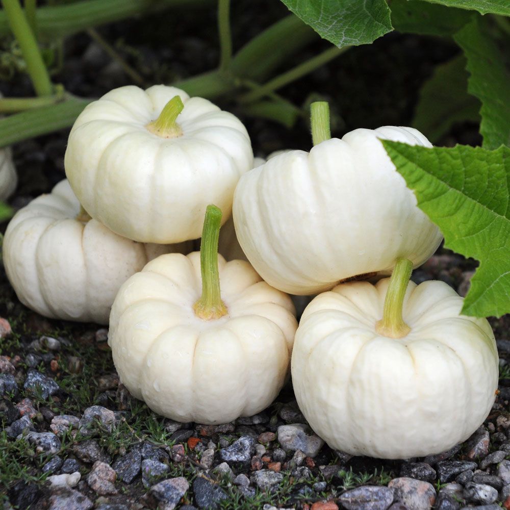 Dynia ozdobna 'Baby Boo'