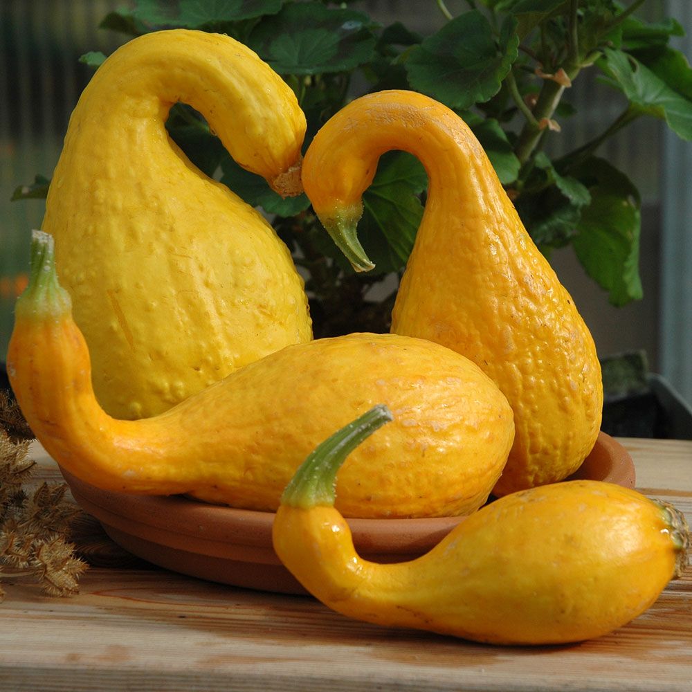 Cukinia 'Early Summer Crookneck'