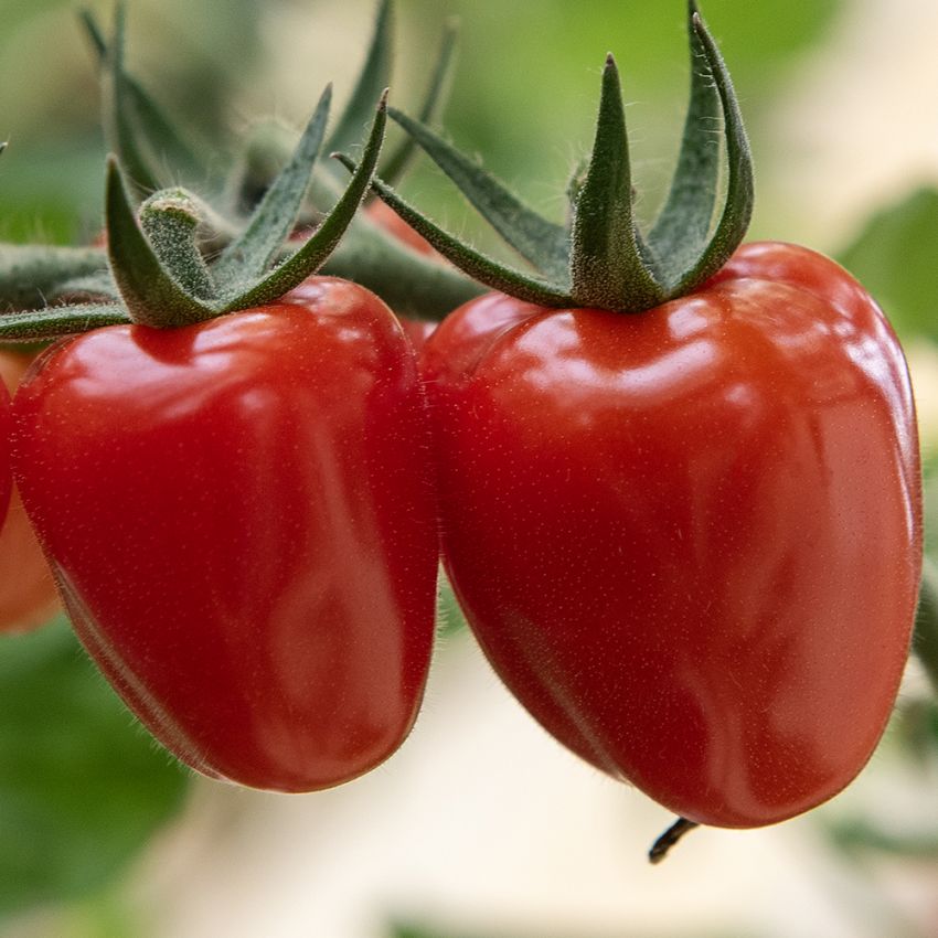 Pomidor koktajlowy F1 'Beata Sweet'