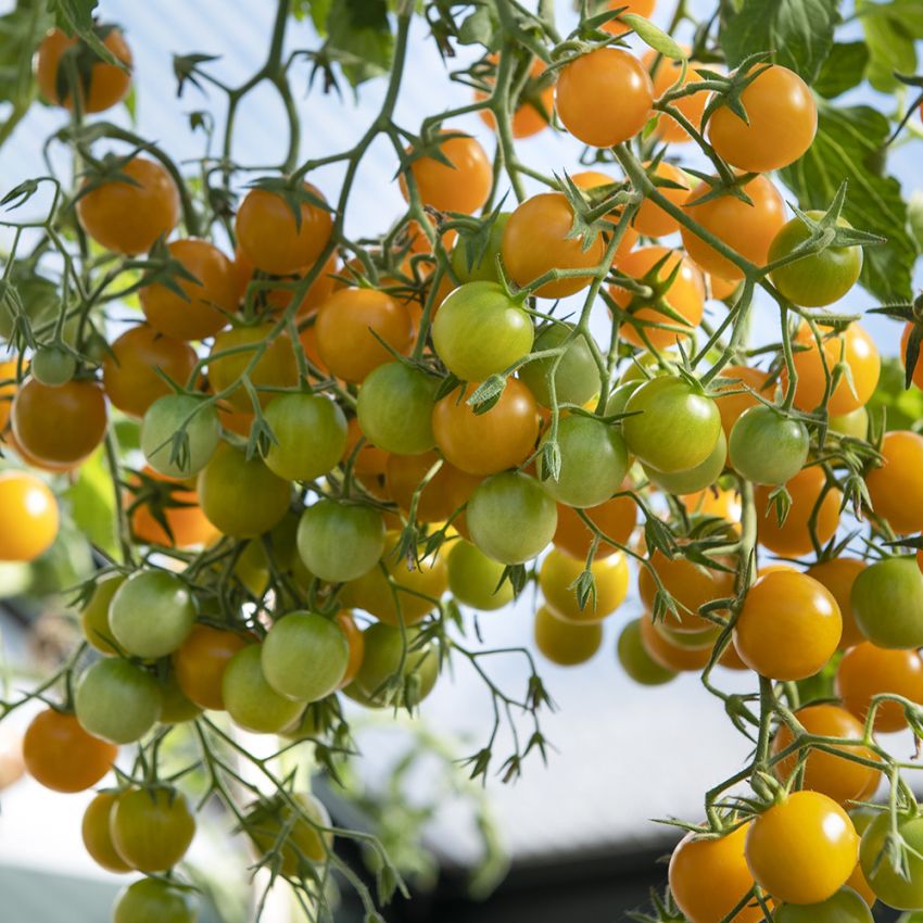 Pomidor koktajlowy F1 'Goldwin'