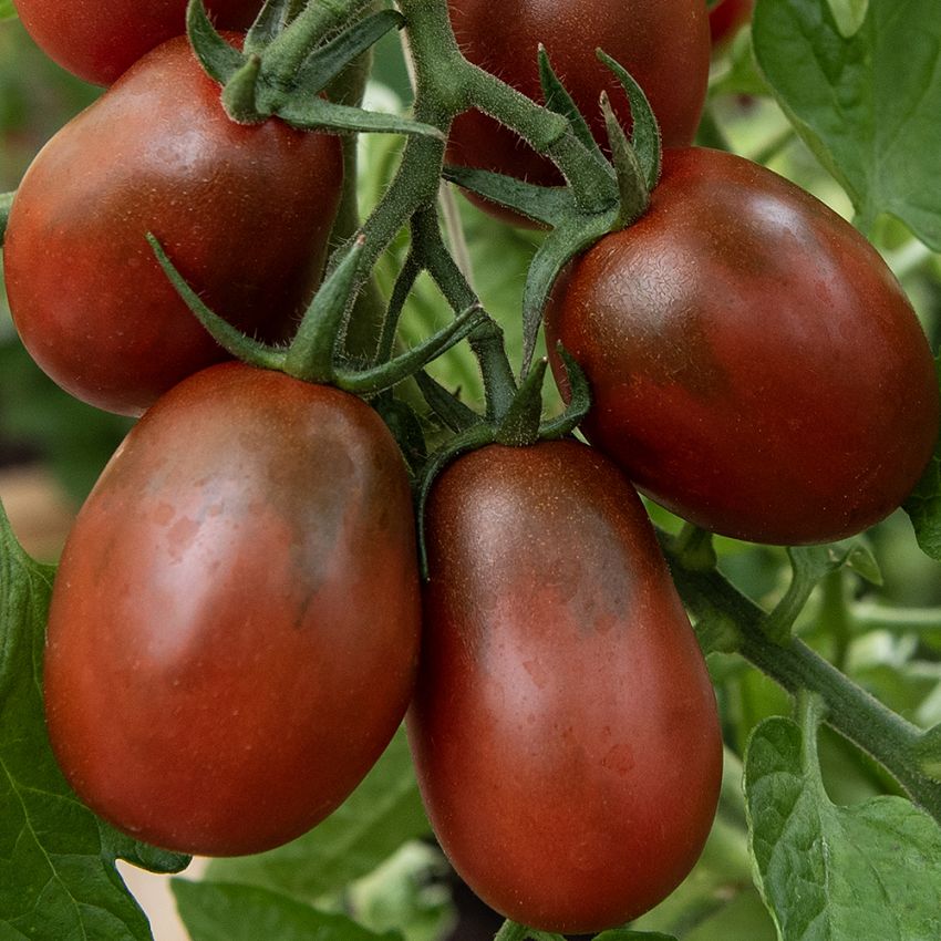 Pomidor śliwkowy 'Black Plum'