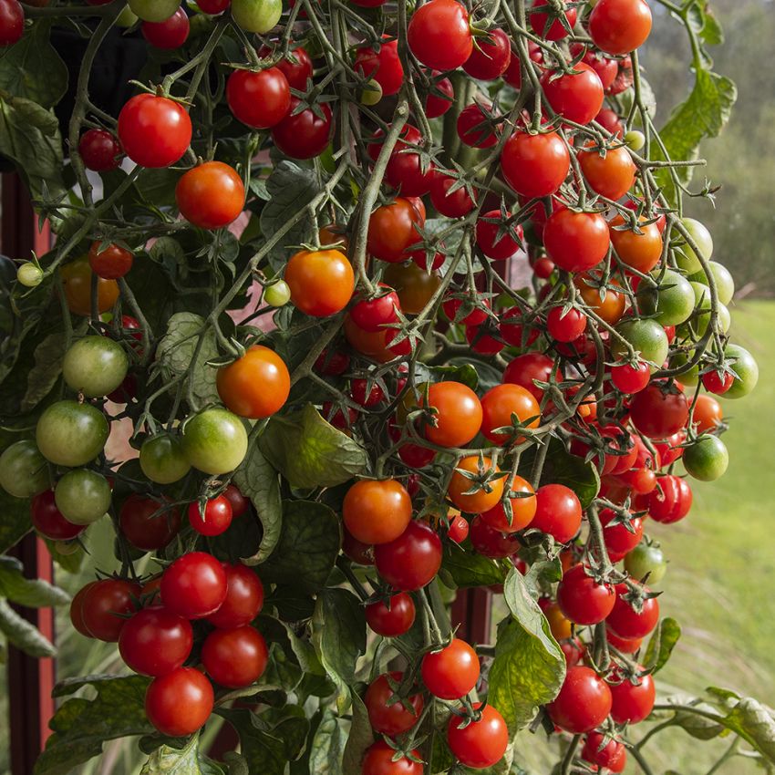 Pomidor koktajlowy F1 'Sakura'