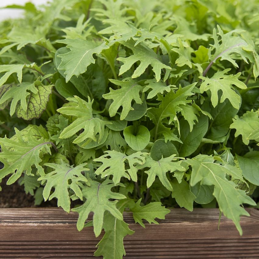 Kapusta azjatycka 'Asian All Green Mix'