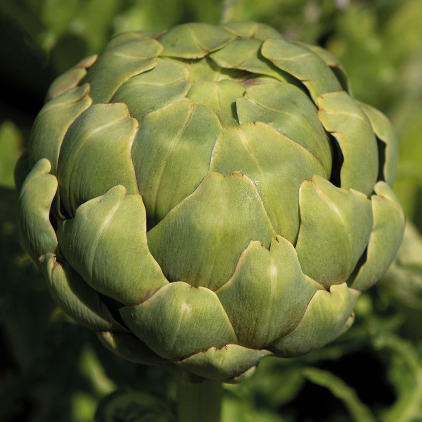 Karczoch zwyczajny 'Imperial Star'