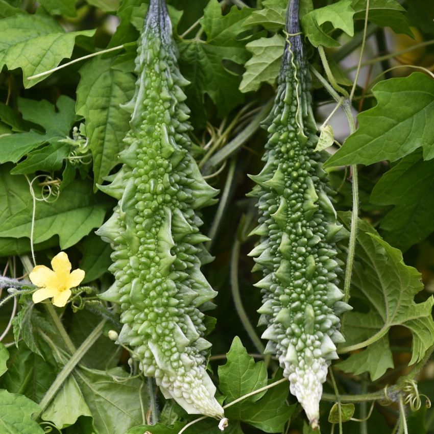 Ogórek gorzki 'Naja'