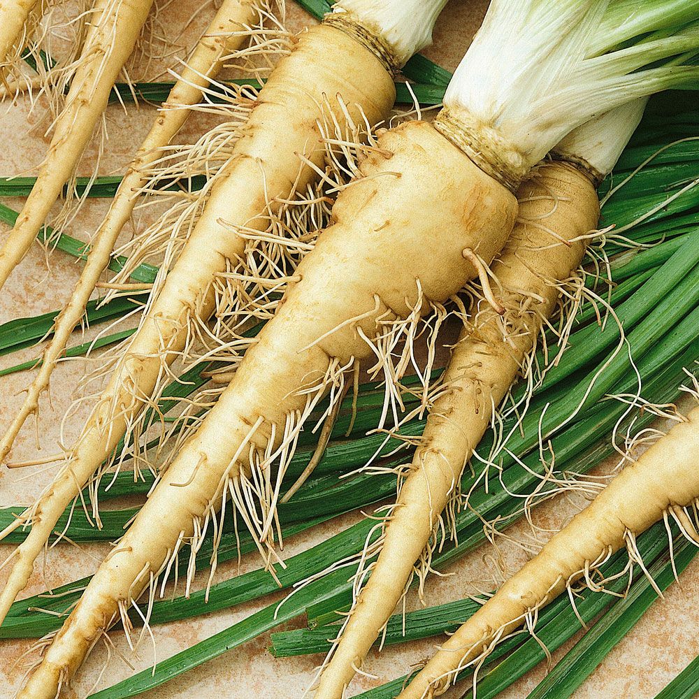 Kozibród porolistny 'Mammoth Sandwich Island'