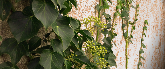 Nasiona wieloletnich roślin pnących