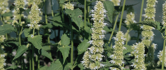 Koreański Anisisop - pachnąca bylina