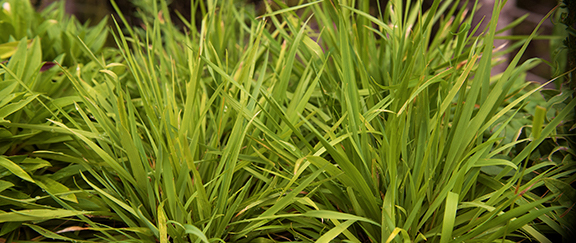 Nasiona wiecznej trawy ozdobnej